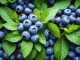 Låt oss upptäcka xqs blueberry – en saftig smakupplevelse! illustration
